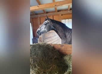 Deutsches Sportpferd, Wallach, 4 Jahre, 168 cm