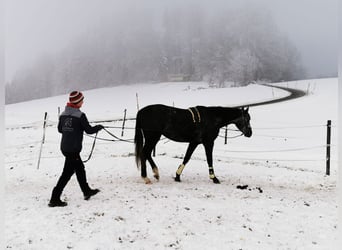 Deutsches Sportpferd, Wallach, 4 Jahre, 168 cm