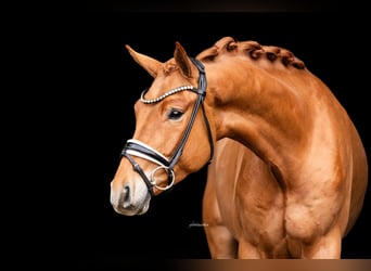 Deutsches Sportpferd, Wallach, 4 Jahre, 168 cm, Fuchs