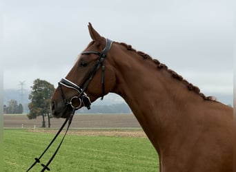 Deutsches Sportpferd, Wallach, 4 Jahre, 168 cm, Fuchs