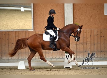 Deutsches Sportpferd, Wallach, 4 Jahre, 168 cm, Fuchs