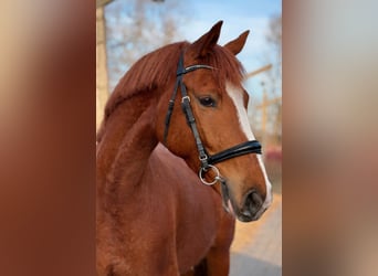 Deutsches Sportpferd, Wallach, 4 Jahre, 168 cm, Fuchs