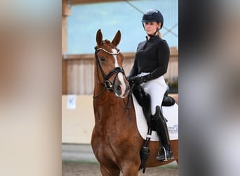 Deutsches Sportpferd, Wallach, 4 Jahre, 168 cm, Fuchs