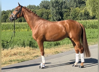 Deutsches Sportpferd, Wallach, 4 Jahre, 168 cm, Fuchs