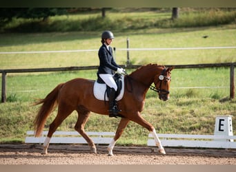 Deutsches Sportpferd, Wallach, 4 Jahre, 168 cm, Fuchs