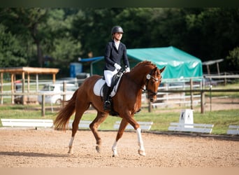 Deutsches Sportpferd, Wallach, 4 Jahre, 168 cm, Fuchs