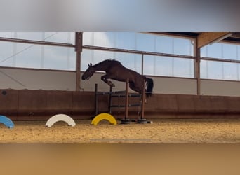 Deutsches Sportpferd, Wallach, 4 Jahre, 168 cm, Fuchs