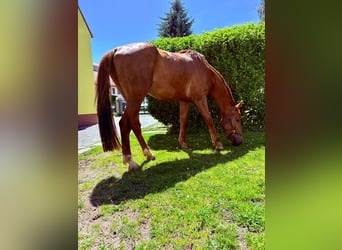 Deutsches Sportpferd, Wallach, 4 Jahre, 168 cm, Fuchs