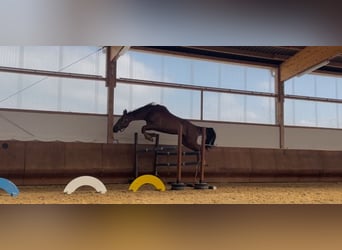 Deutsches Sportpferd, Wallach, 4 Jahre, 168 cm, Fuchs