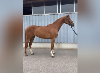 Deutsches Sportpferd, Wallach, 4 Jahre, 168 cm, Fuchs