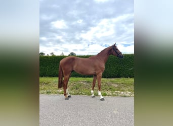 Deutsches Sportpferd, Wallach, 4 Jahre, 168 cm, Fuchs