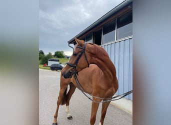 Deutsches Sportpferd, Wallach, 4 Jahre, 168 cm, Fuchs