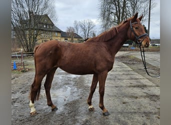 Deutsches Sportpferd, Wallach, 4 Jahre, 168 cm, Fuchs