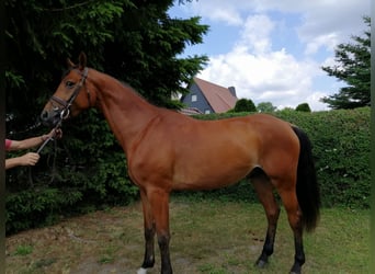 Deutsches Sportpferd, Wallach, 4 Jahre, 168 cm, Hellbrauner