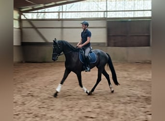 Deutsches Sportpferd, Wallach, 4 Jahre, 168 cm, Rappe