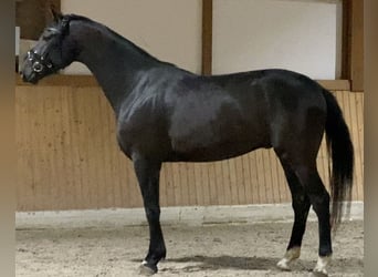 Deutsches Sportpferd, Wallach, 4 Jahre, 168 cm, Rappe
