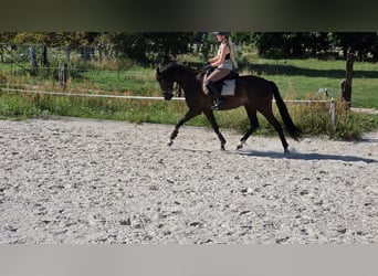 Deutsches Sportpferd, Wallach, 4 Jahre, 168 cm, Rappe