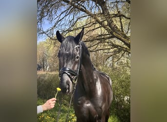 Deutsches Sportpferd, Wallach, 4 Jahre, 168 cm, Rappe