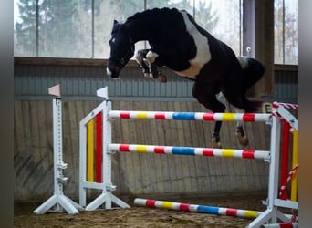 Deutsches Sportpferd, Wallach, 4 Jahre, 168 cm, Schecke