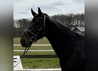 Deutsches Sportpferd, Wallach, 4 Jahre, 168 cm, Schwarzbrauner