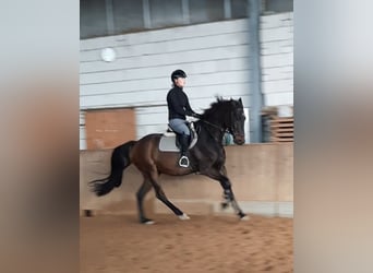 Deutsches Sportpferd, Wallach, 4 Jahre, 168 cm, Schwarzbrauner