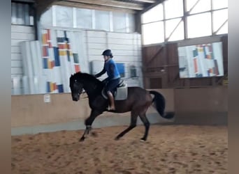 Deutsches Sportpferd, Wallach, 4 Jahre, 168 cm, Schwarzbrauner