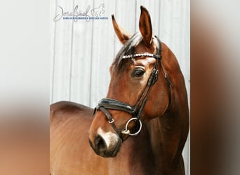 Deutsches Sportpferd, Wallach, 4 Jahre, 169 cm, Brauner