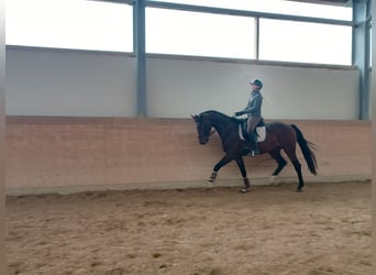 Deutsches Sportpferd, Wallach, 4 Jahre, 169 cm, Brauner