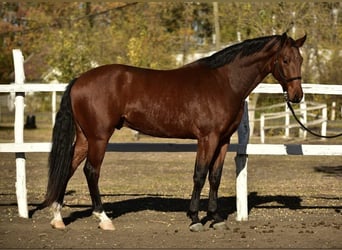 Deutsches Sportpferd, Wallach, 4 Jahre, 169 cm, Brauner