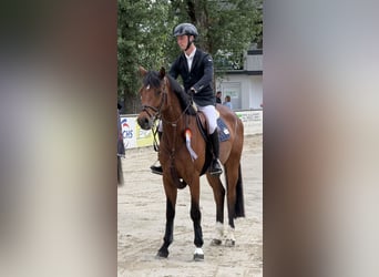 Deutsches Sportpferd, Wallach, 4 Jahre, 169 cm, Brauner
