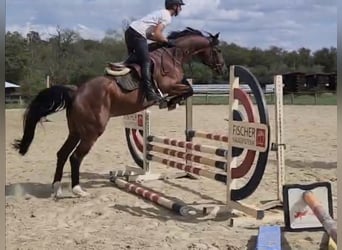 Deutsches Sportpferd, Wallach, 4 Jahre, 169 cm, Brauner