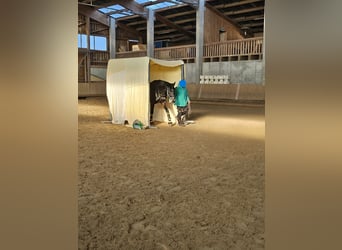 Deutsches Sportpferd, Wallach, 4 Jahre, 169 cm, Dunkelbrauner