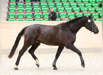 Deutsches Sportpferd, Wallach, 4 Jahre, 169 cm, Dunkelbrauner