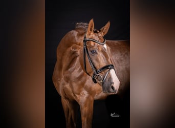 Deutsches Sportpferd, Wallach, 4 Jahre, 169 cm, Dunkelfuchs