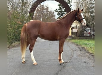 Deutsches Sportpferd, Wallach, 4 Jahre, 169 cm, Dunkelfuchs