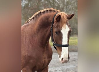 Deutsches Sportpferd, Wallach, 4 Jahre, 169 cm, Dunkelfuchs