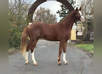 Deutsches Sportpferd, Wallach, 4 Jahre, 169 cm, Dunkelfuchs