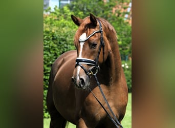 Deutsches Sportpferd, Wallach, 4 Jahre, 169 cm, Fuchs