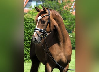 Deutsches Sportpferd, Wallach, 4 Jahre, 169 cm, Fuchs