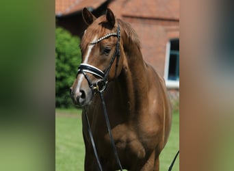 Deutsches Sportpferd, Wallach, 4 Jahre, 169 cm, Fuchs