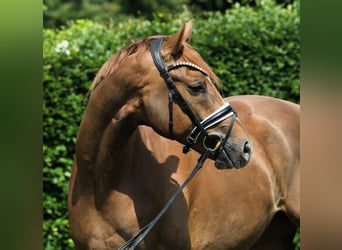 Deutsches Sportpferd, Wallach, 4 Jahre, 169 cm, Fuchs