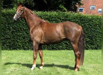 Deutsches Sportpferd, Wallach, 4 Jahre, 169 cm, Fuchs