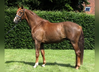 Deutsches Sportpferd, Wallach, 4 Jahre, 169 cm, Fuchs