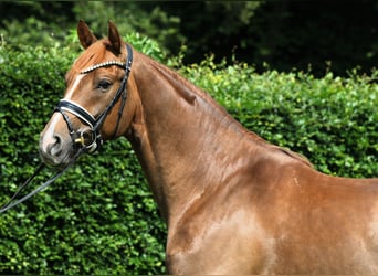 Deutsches Sportpferd, Wallach, 4 Jahre, 169 cm, Fuchs