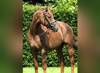 Deutsches Sportpferd, Wallach, 4 Jahre, 169 cm, Fuchs