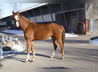 Deutsches Sportpferd, Wallach, 4 Jahre, 169 cm, Fuchs