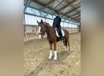 Deutsches Sportpferd, Wallach, 4 Jahre, 169 cm, Fuchs