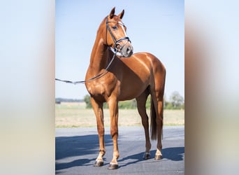 Deutsches Sportpferd, Wallach, 4 Jahre, 169 cm, Fuchs