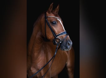 Deutsches Sportpferd, Wallach, 4 Jahre, 169 cm, Fuchs