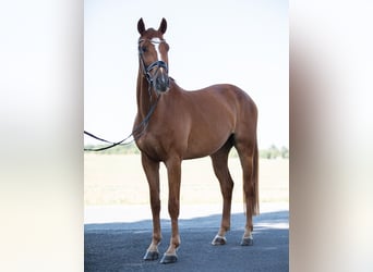 Deutsches Sportpferd, Wallach, 4 Jahre, 169 cm, Fuchs